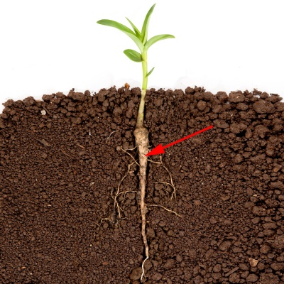 primary root